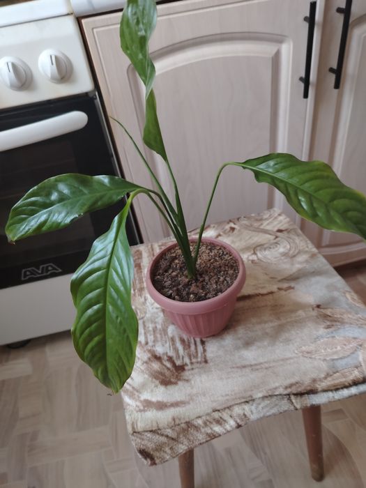 Продаются цветы женское счастье