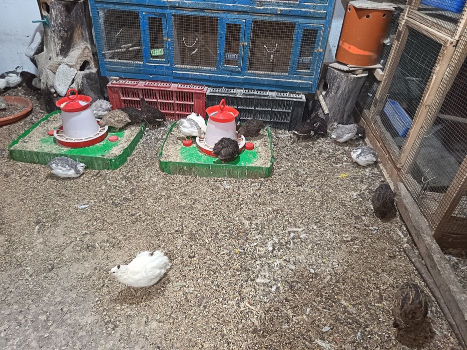 Prepelițe  tinere de vânzare.
