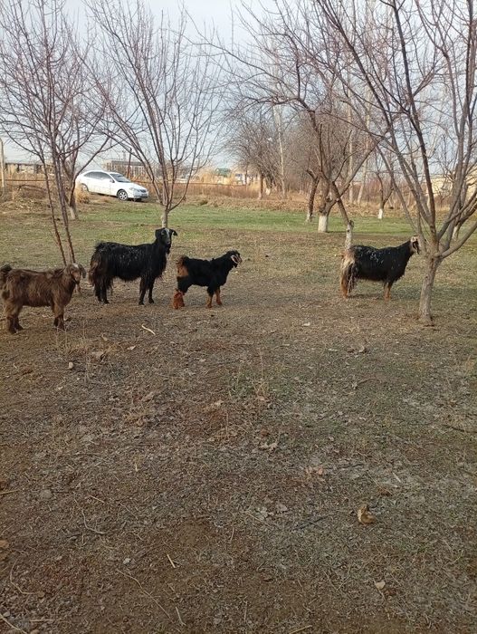 Кал она бола эчкила сотилади