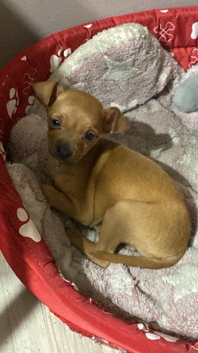 Мини пинчер………..