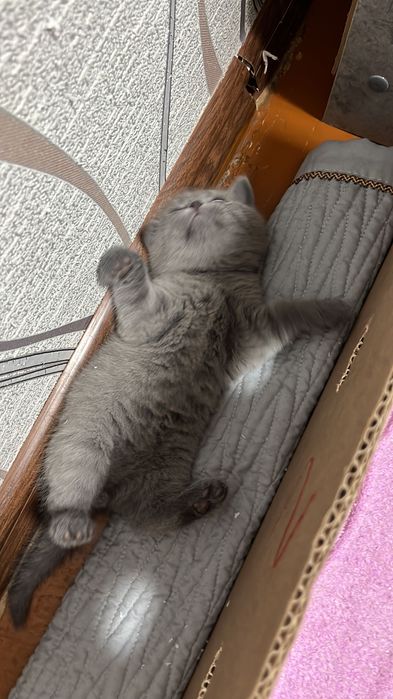 Продам котят британцы