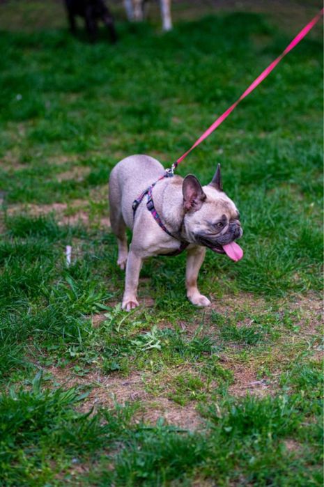 Френски булдог женски