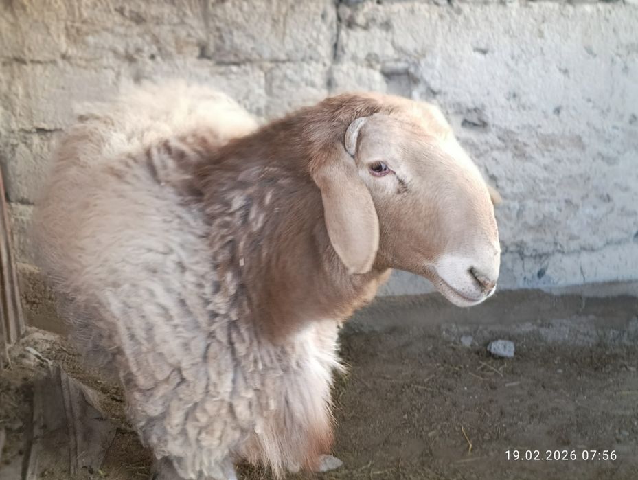 Кошкара продаммм