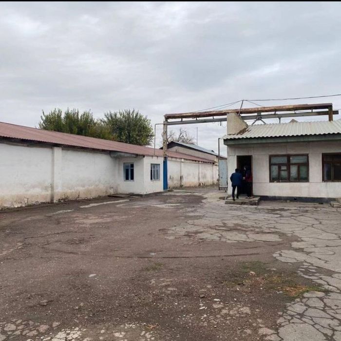 Дурмень 195 соток