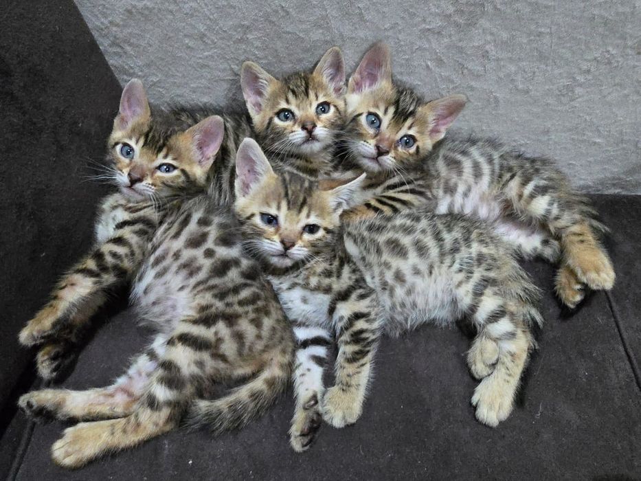 Бенгальские котята