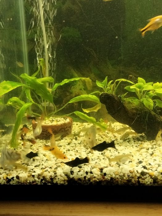 Аквариумные  рыбки