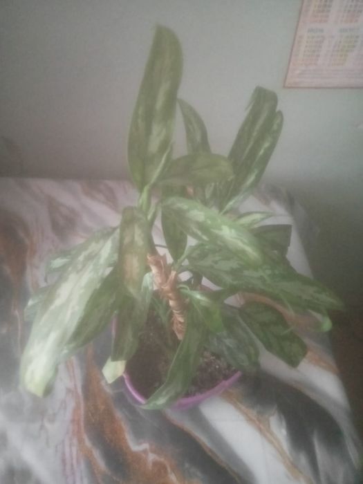 Продам аглонему горшок