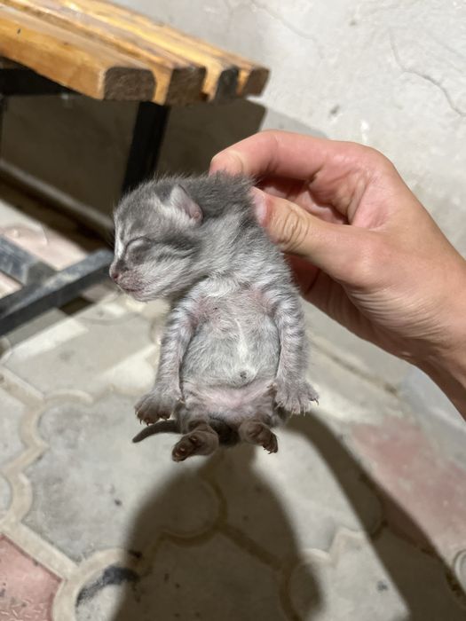 Scottish Fold-қа ұқсас, аралас тұқымды мысық.
