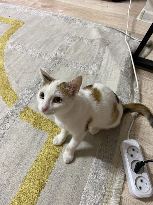 Котик 2,5 мес.  Девочка