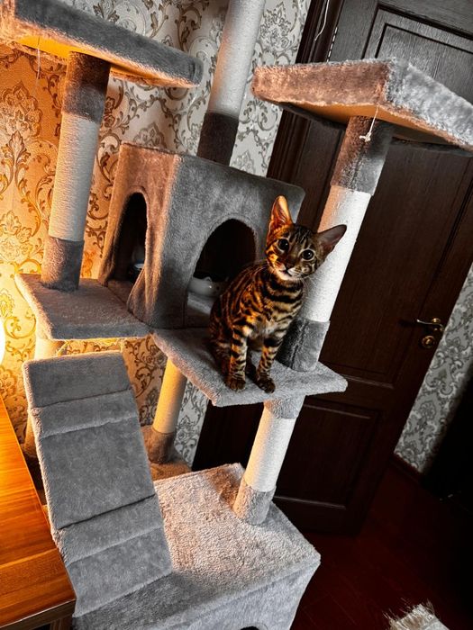 Бенгальская кошка