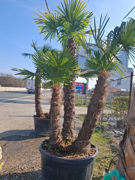 Vând plante  ornamentale