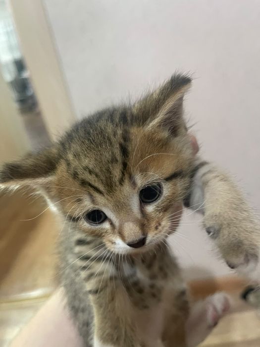 Котята в добрые руки даром