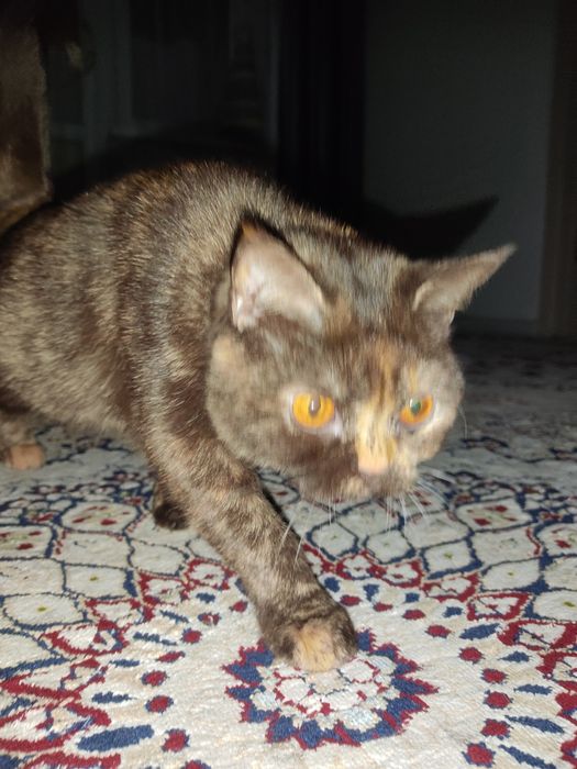 Отдам кошку в добрые руки.