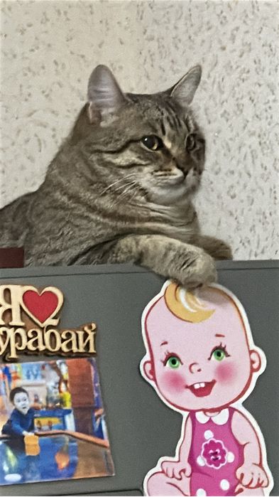 Ищем кошку для вязки