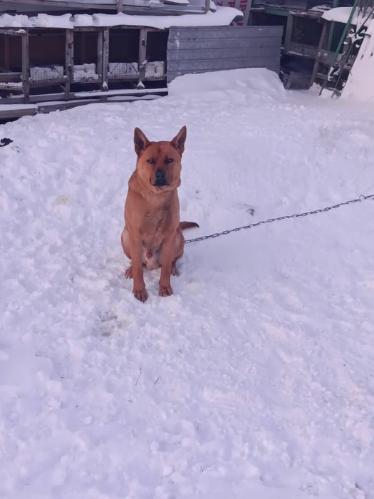 Собаку в добрые руки.