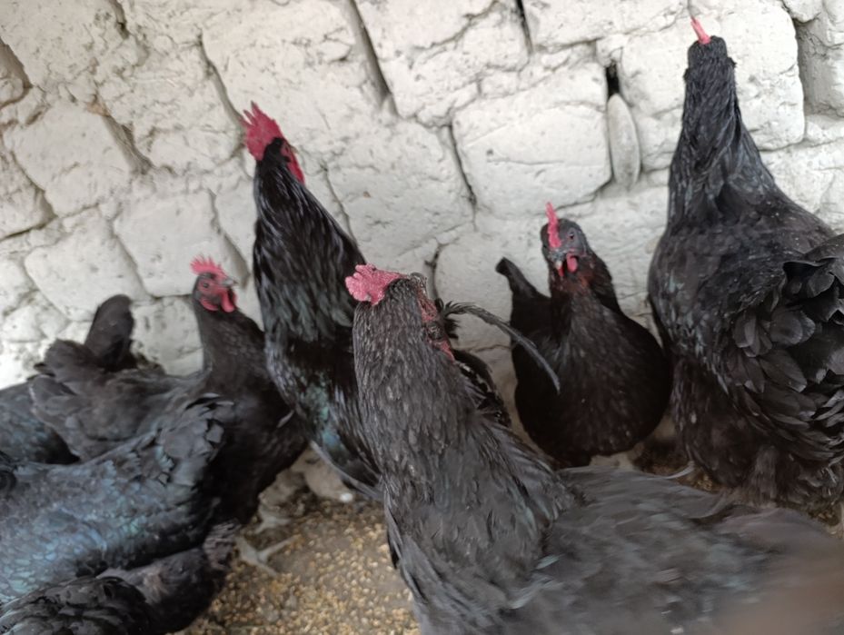 Qora shahzoda tuxumlari sotiladi