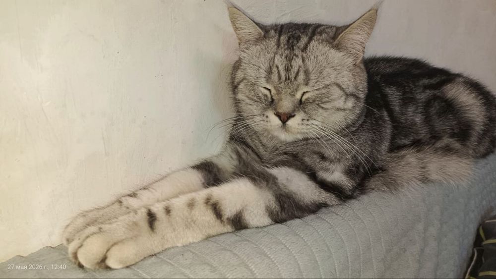 Кот, Котенок, Kot