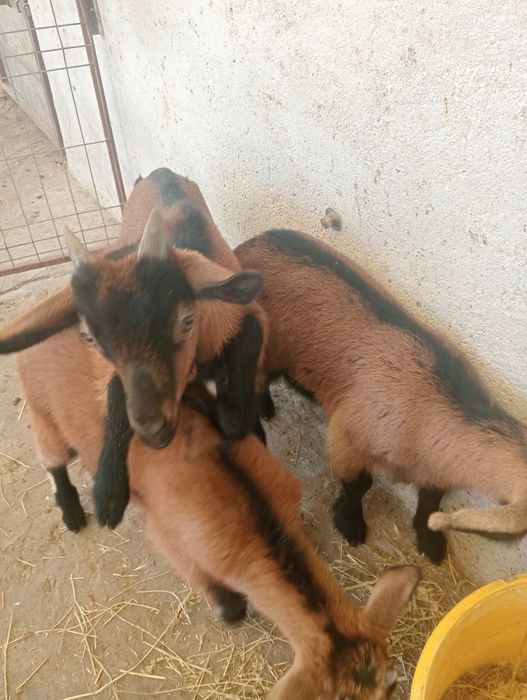 Vând 2 ieduțe și un țap Nr 0769004555