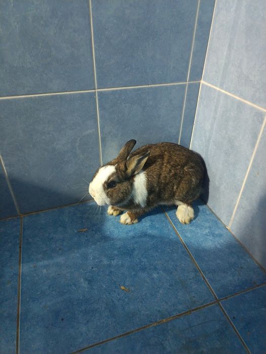 Karlik quyon sotiladi