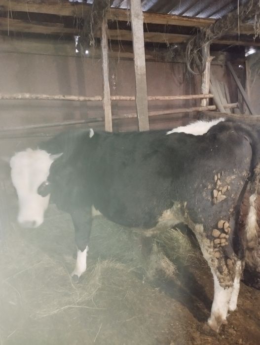 Продам бычков на мясо