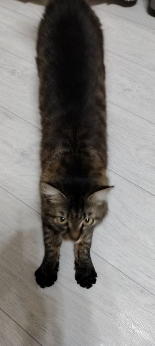 Отдам в хорошие руки кошку