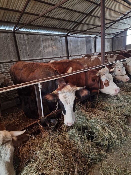 Vaci de vanzare baltate romanesti!