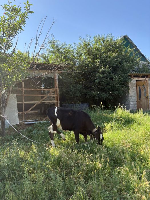 Тана сатылады пародалы