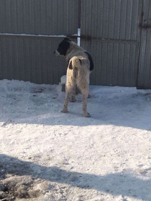 Ургашы ИТ керек шатыстырам