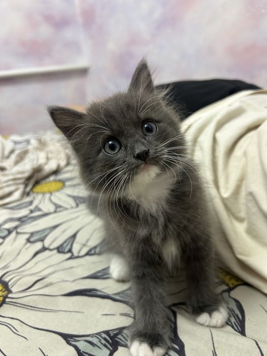 Котенок мальчик
