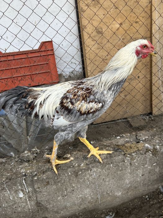 Продам молодых петушков