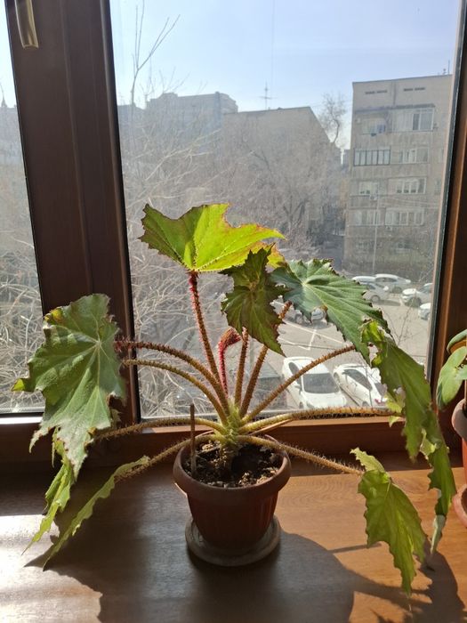 Бегония комнатные растения