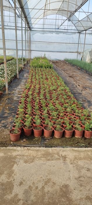 Более 10 000 видов декоративных цветов и декоративных деревьев от перв