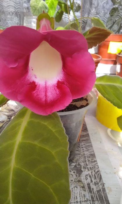 Продаются детки глоксиний тедеи