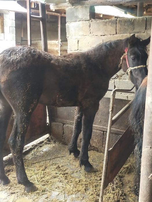 Продам жабагы 11месяц