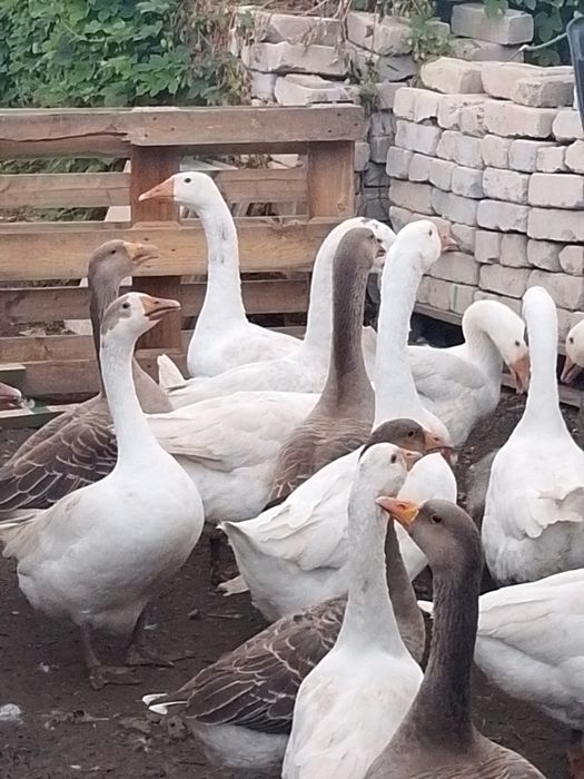Продам домашних гусей.