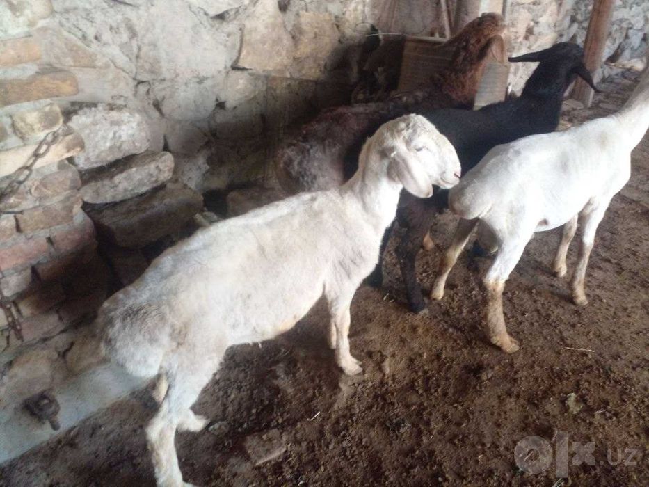 Казоки кочкор баралар