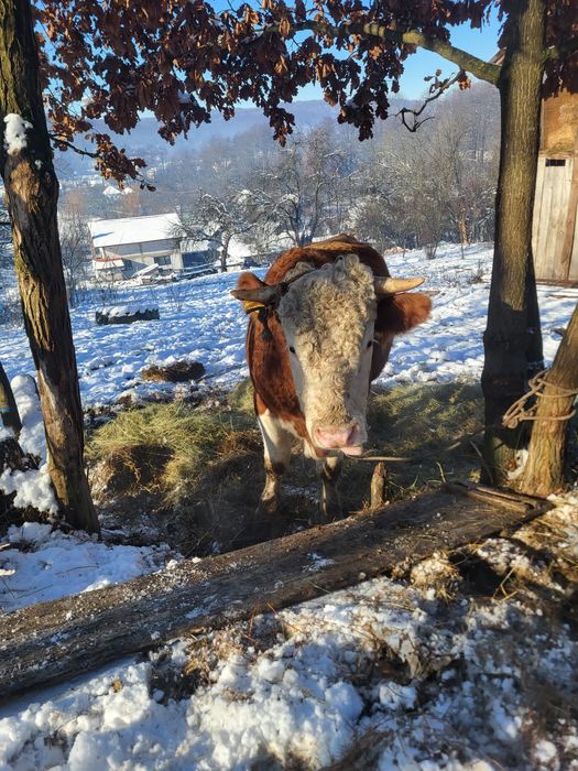 Vand taur baltat de 2 ani