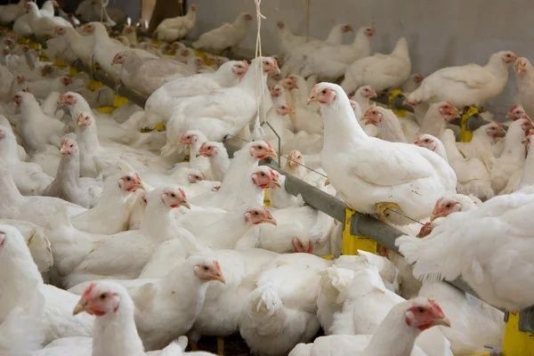 Птицефабрика и рыбхоз на 8.64 га. Готовый бизнес.  Бройлер . Чиназ.