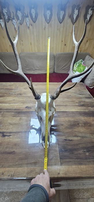 Рога и трофей от  елен и съръндак