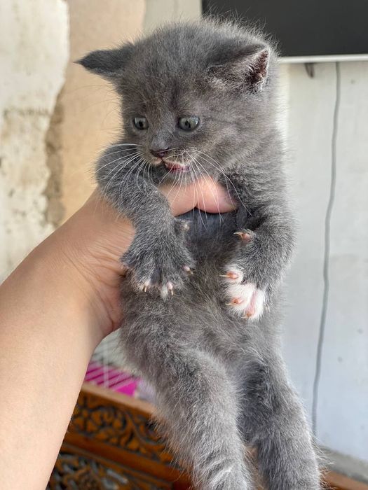 Mushukchalar sotiladi