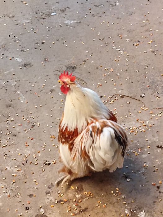 Choyne xoroz sotladi