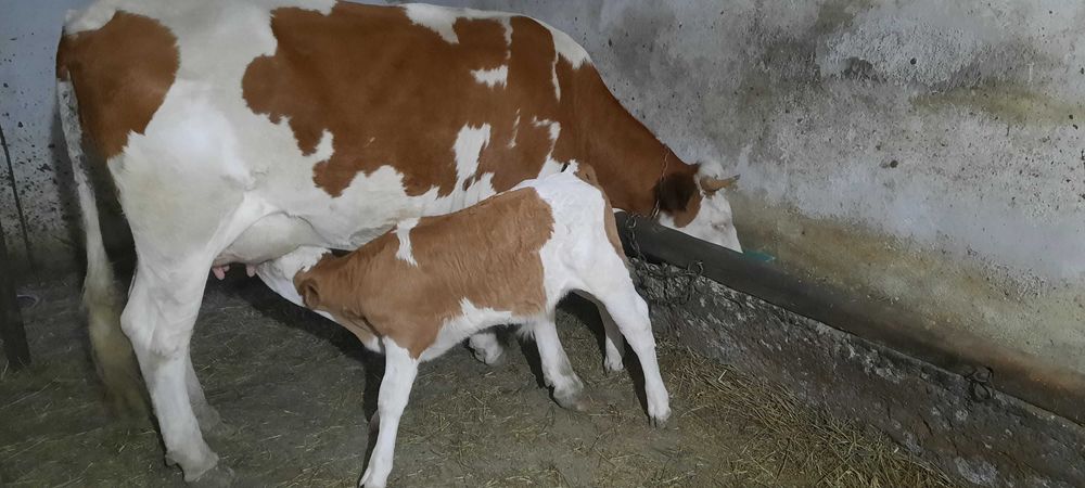 De vânzare Vacă bălțată românească.