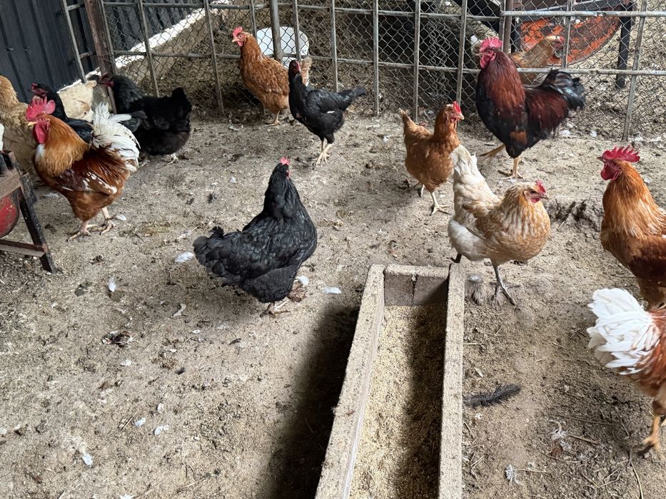 Продам куры и петухи домашние