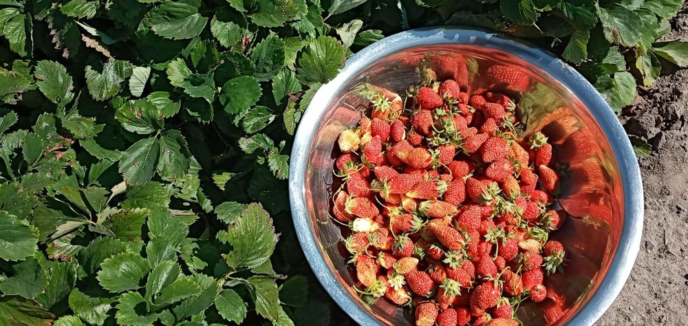Продам рассаду клубники