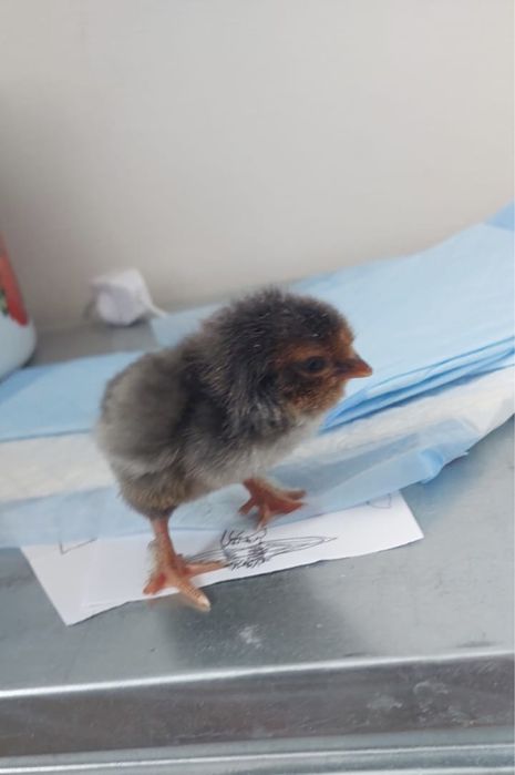 Цыплята домашние