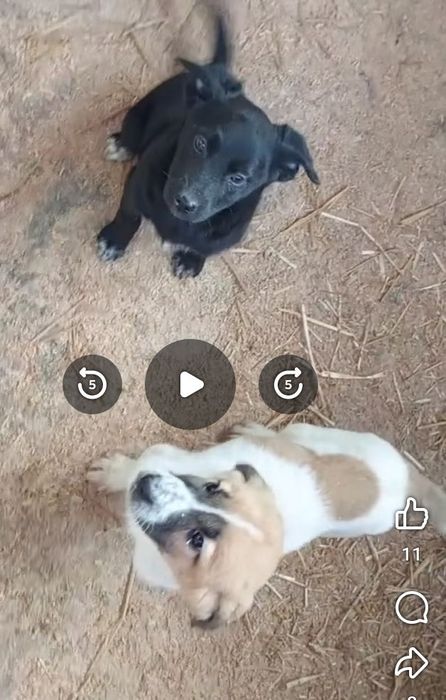 Щенки в добрые руки, мальчик с девочкой