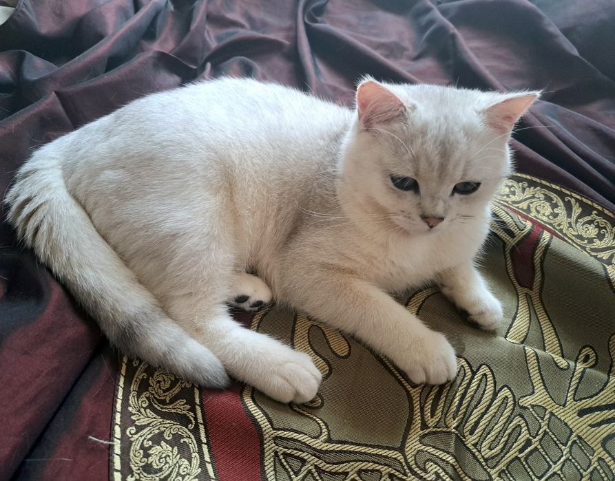 Шотландско котенце
