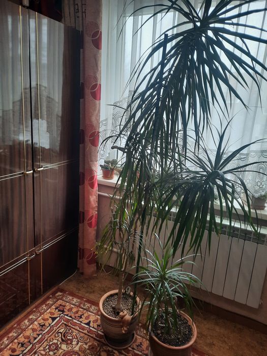 Драцена, Пальма.