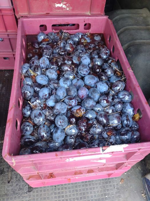 Продавам сливи  лично производство