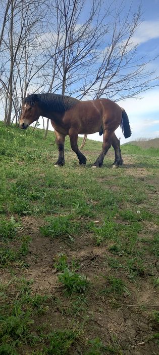 Vând mânz de 1 an și două luni
